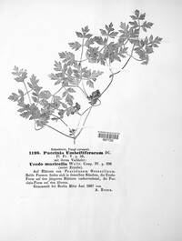 Puccinia tumida image